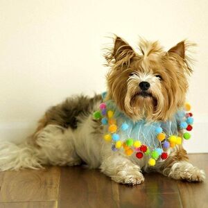Blue Birthday Pom Pom Pet Collar - HOST PICK!!